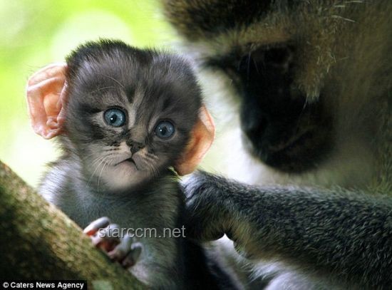 如何有效应对“老猫猴子进村”带来的问题？
